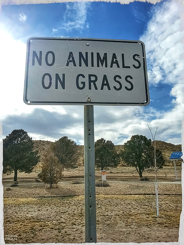 no-animals-on-grass-zero-dean