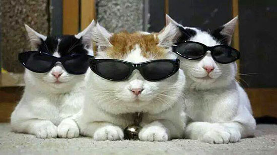 sunglasses-cats